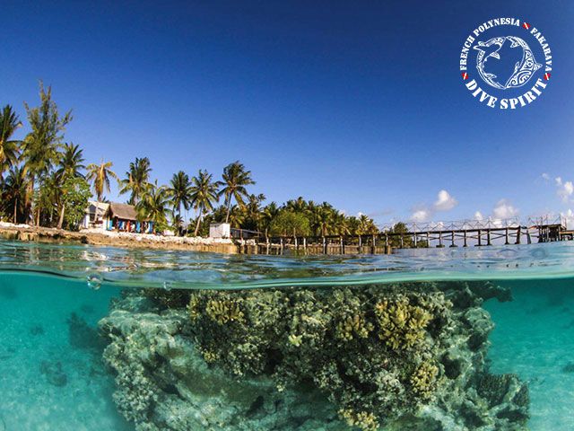 DSF Snorkeling